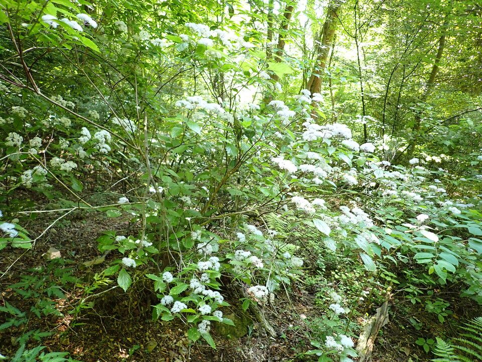 P6018196_mid.jpg