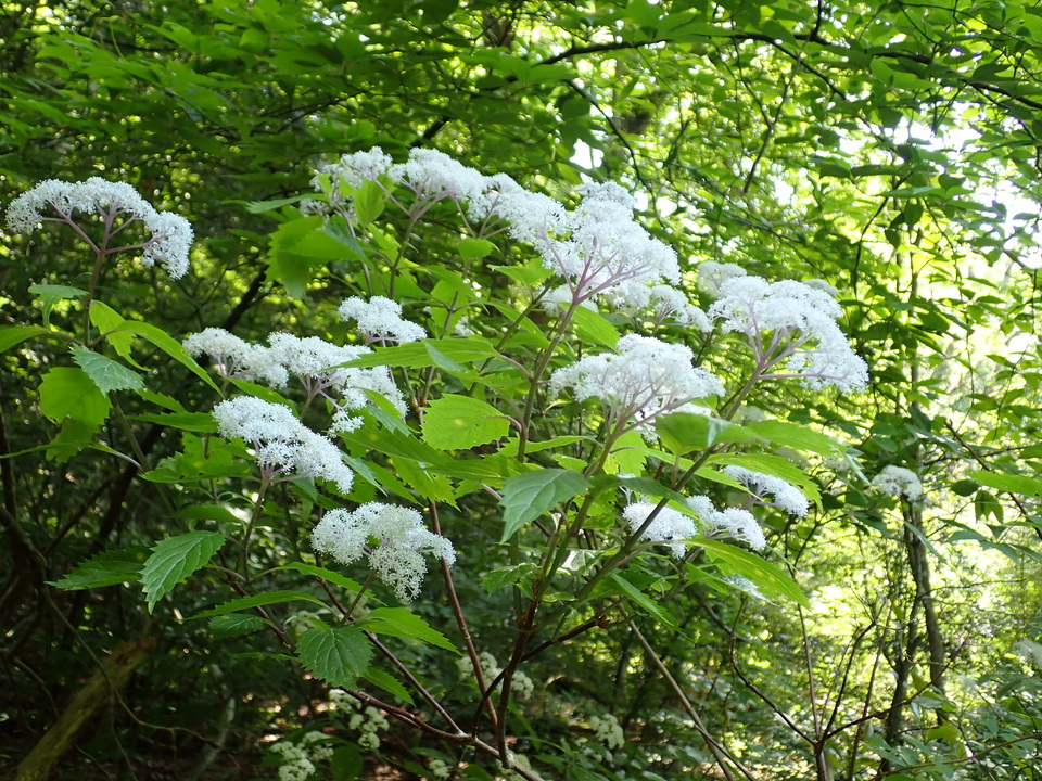 P6018197_mid.jpg