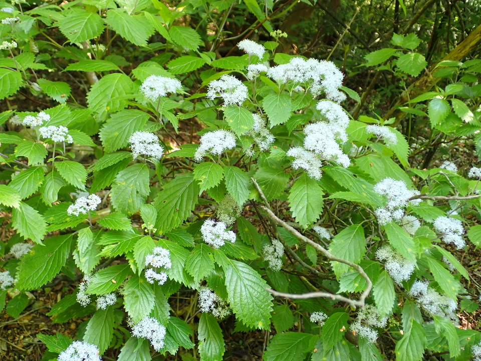 P6018199_mid.jpg