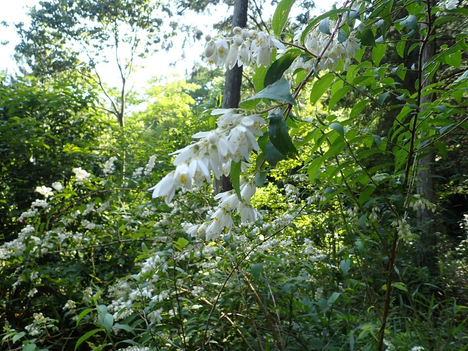 P6018206_mid.jpg