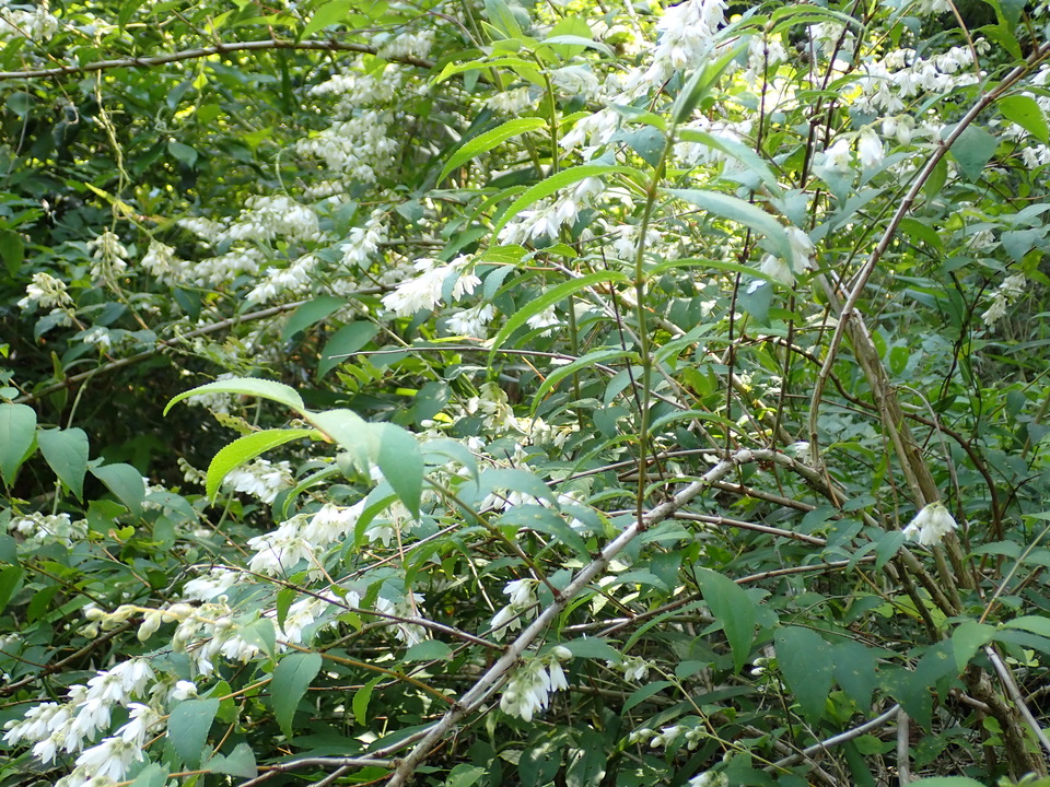P6018207_mid.jpg