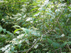 P6018207_thumb.png