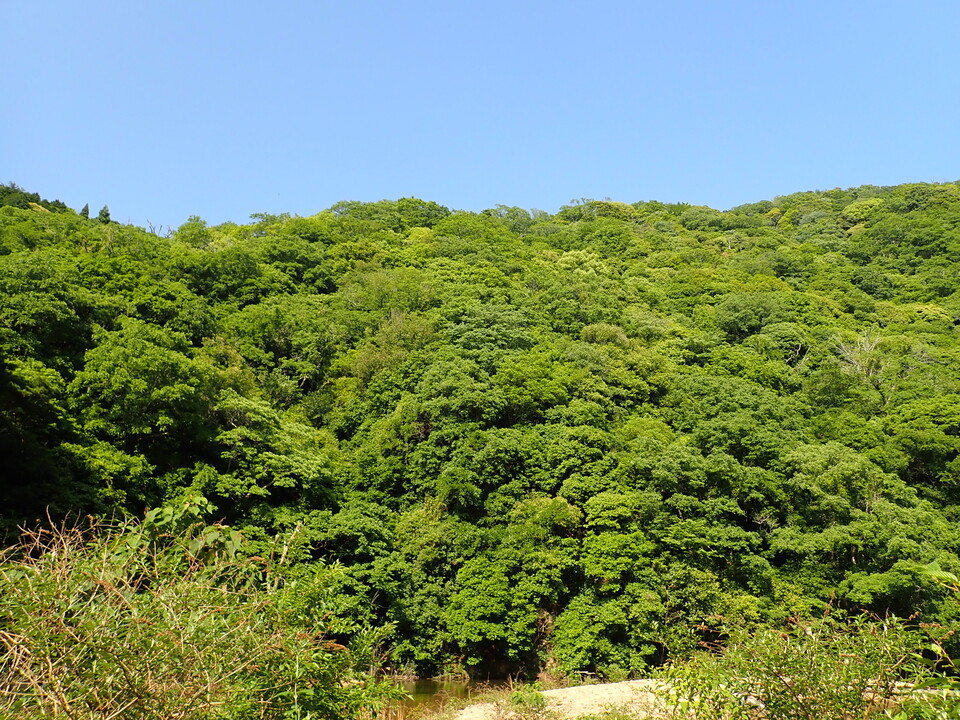 P6018208_mid.jpg