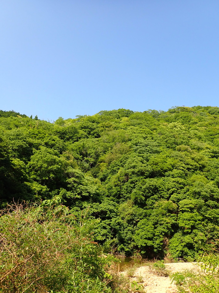 P6018209_mid.jpg