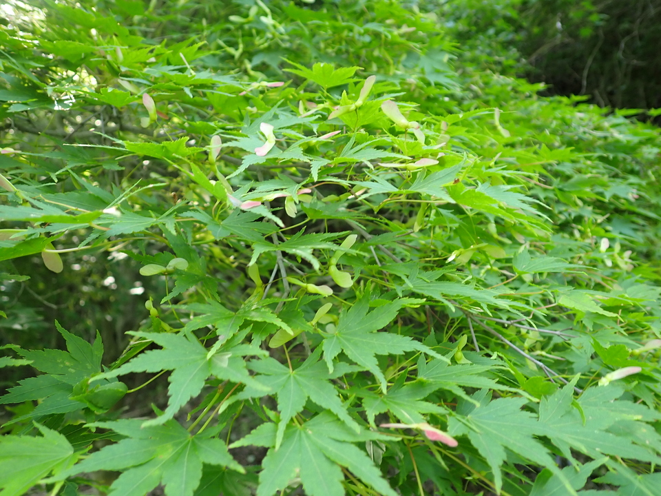 P6018221_mid.jpg