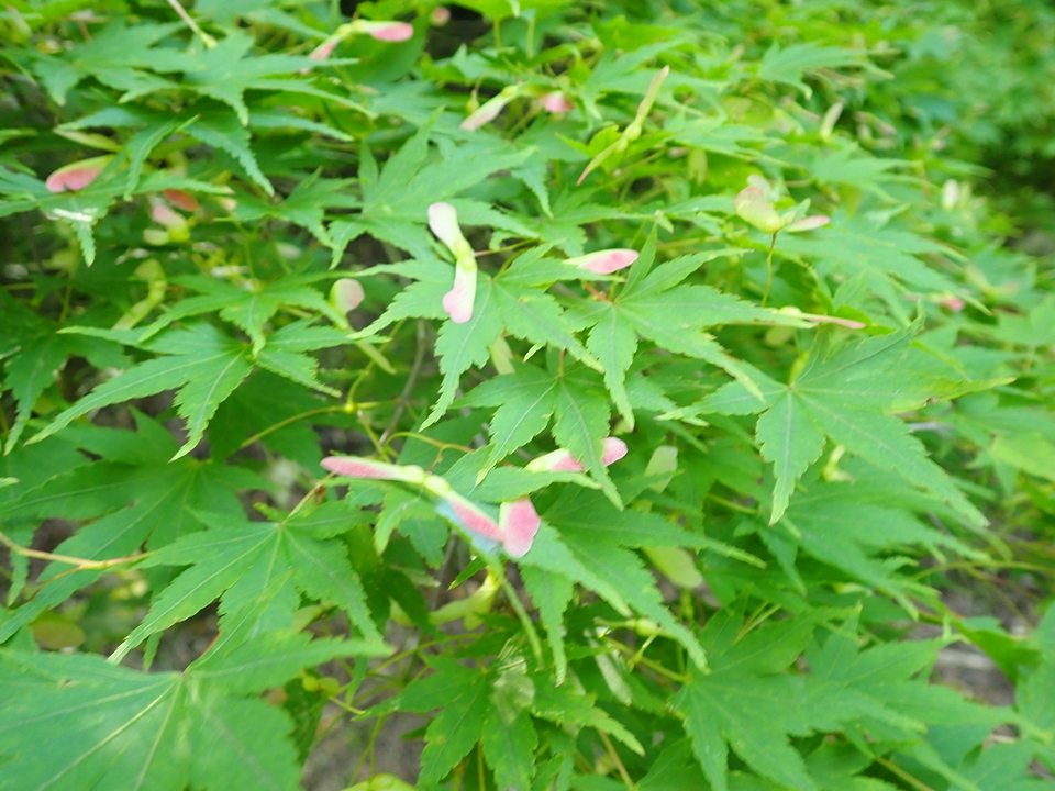 P6018222_mid.jpg