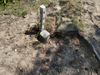 DSC_3068_thumb.png