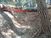 DSC_3330_thumb.png