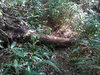 DSC_3398_thumb.png