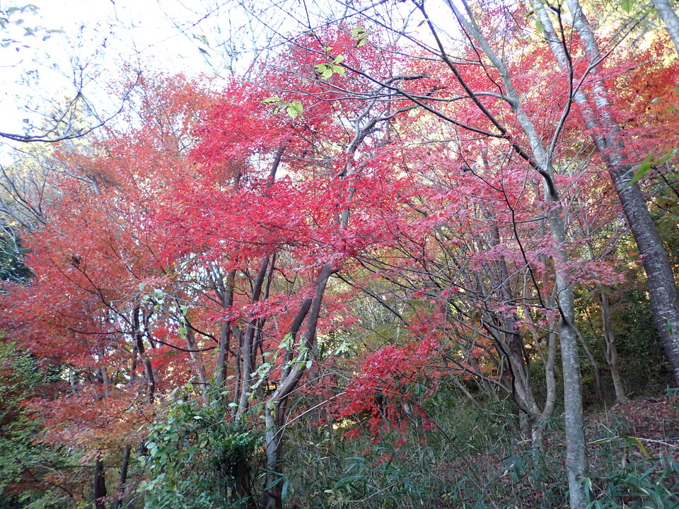 PC018744_mid.jpg