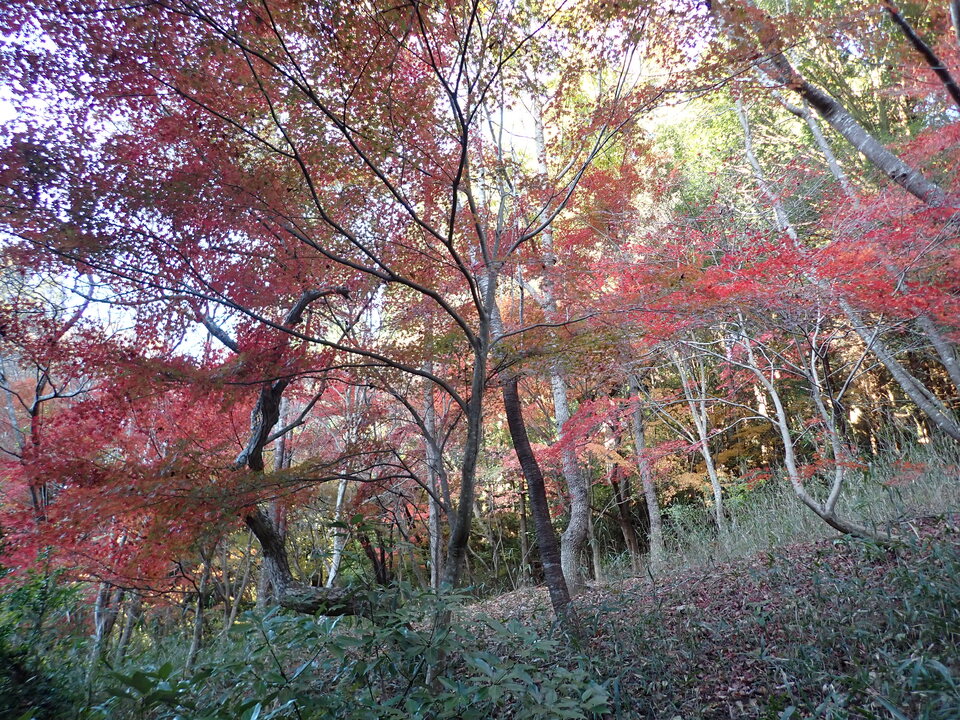 PC018748_mid.jpg