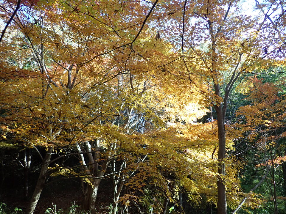 PC018775_mid.jpg