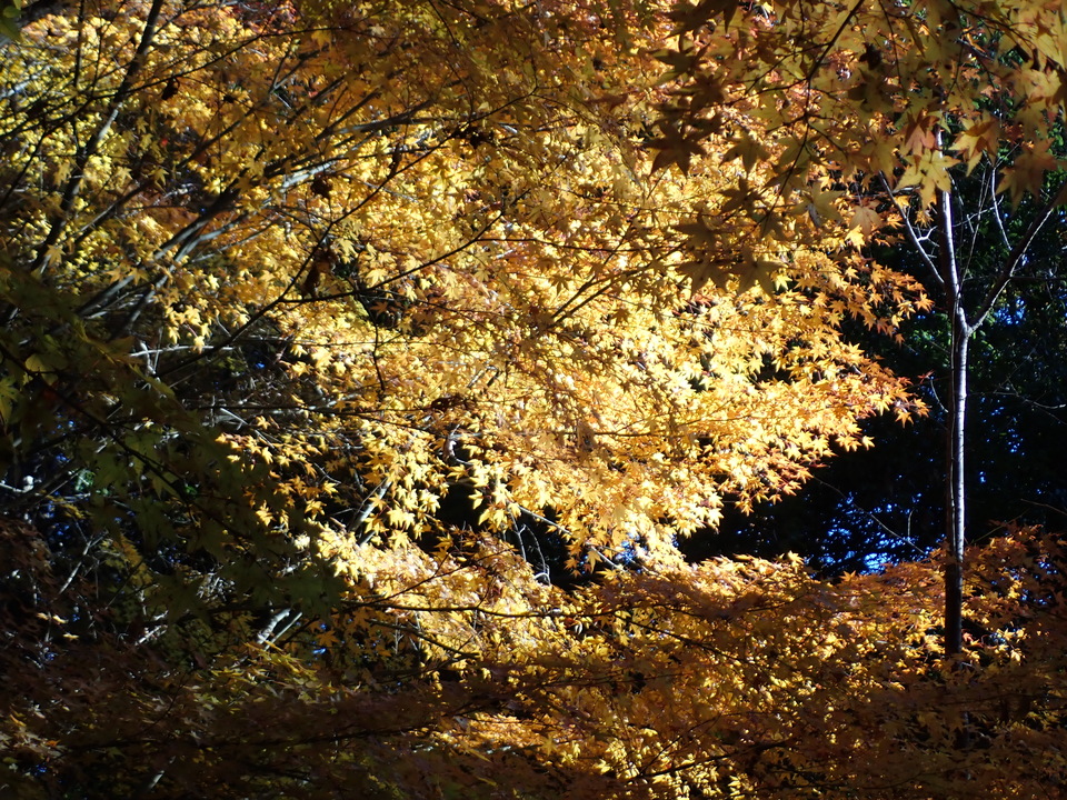 PC018776_mid.jpg