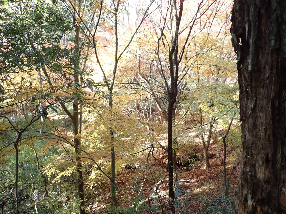PC018778_mid.jpg