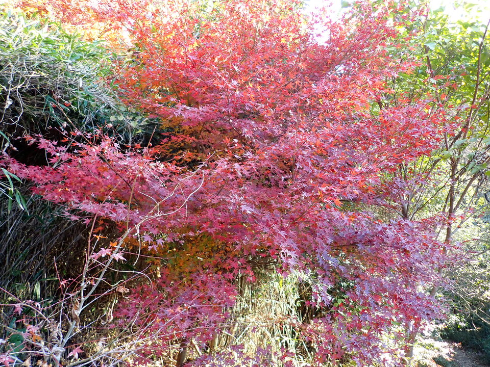PC018804_mid.jpg