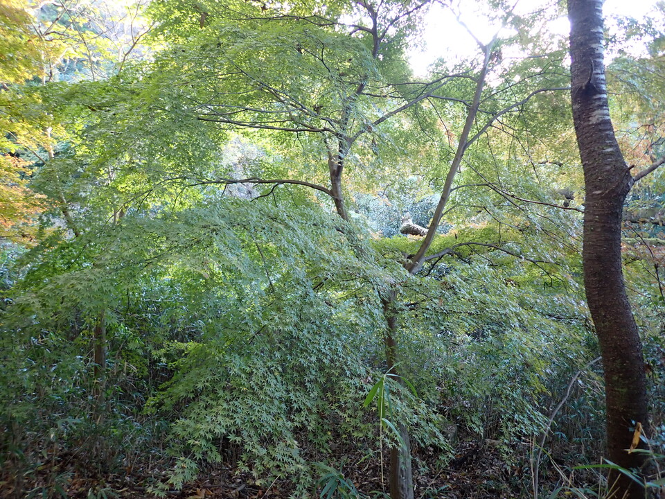 PC018807_mid.jpg