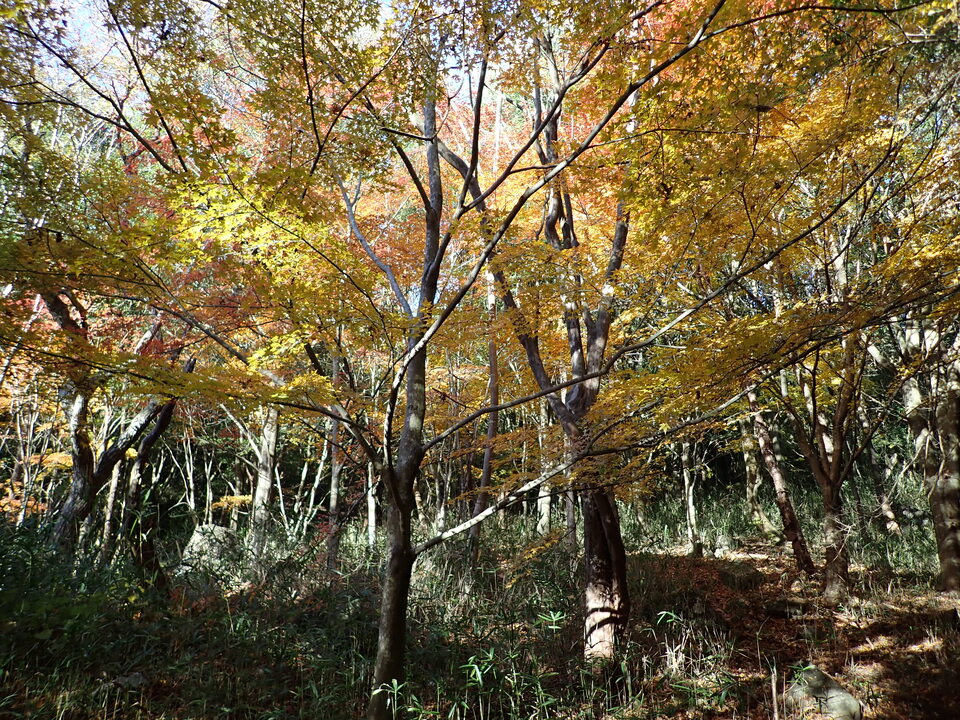 PC018868_mid.jpg
