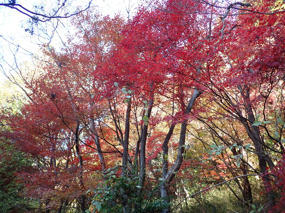 PC018894_mid.jpg