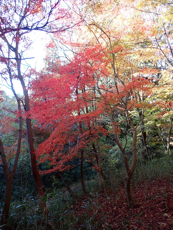 PC018901_mid.jpg
