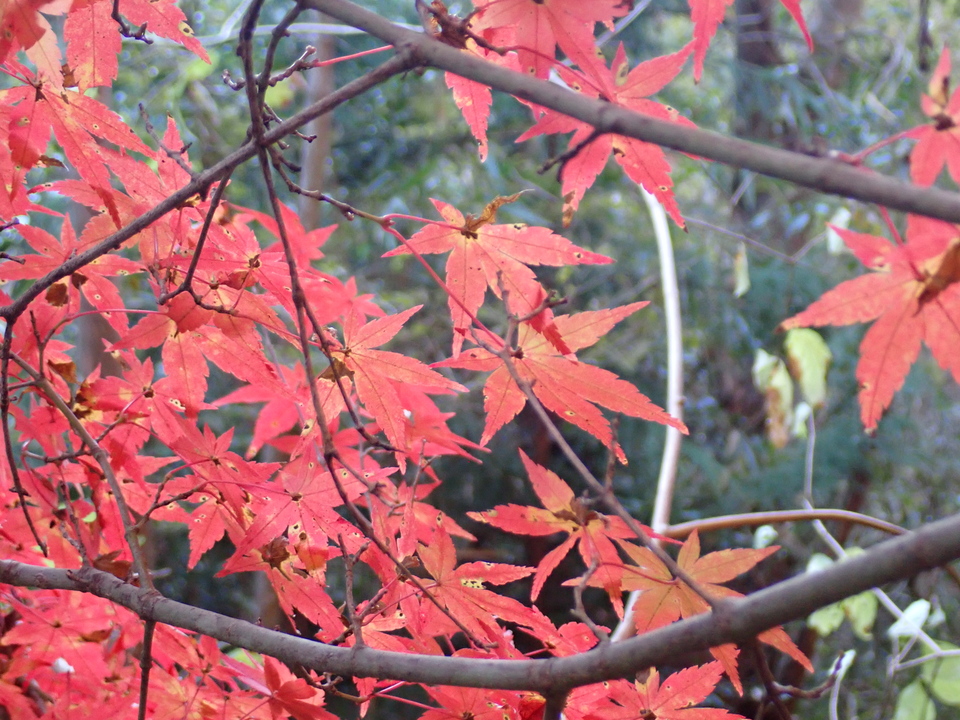 PC018908_mid.jpg