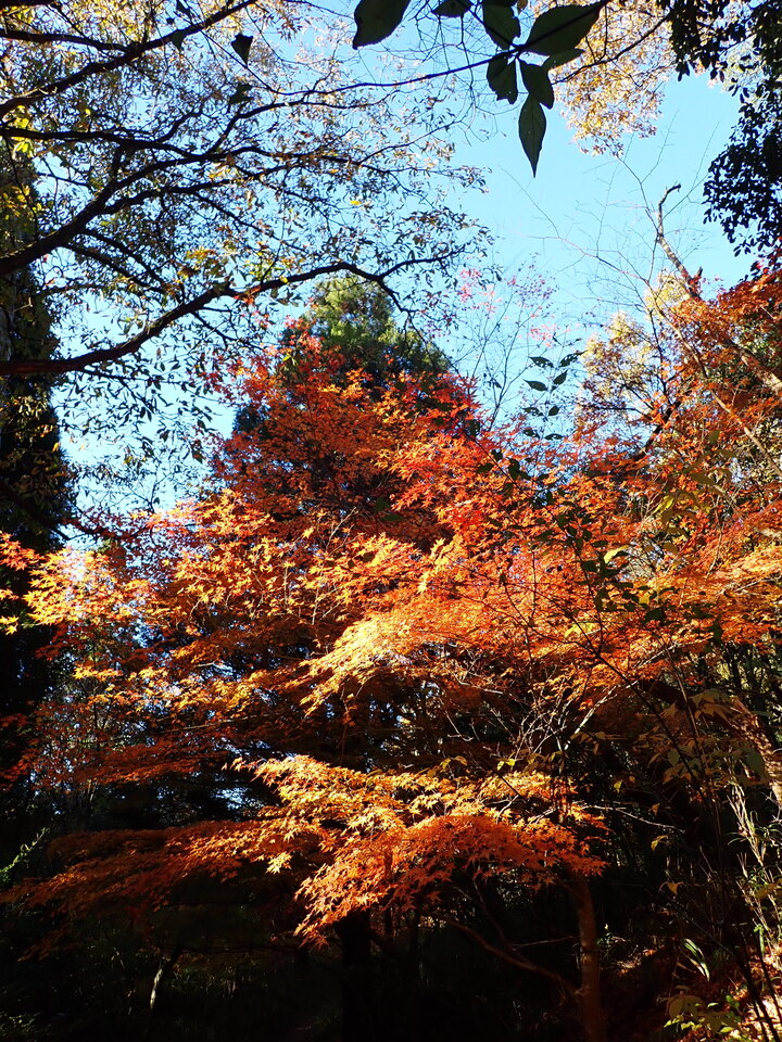 PC018920_mid.jpg