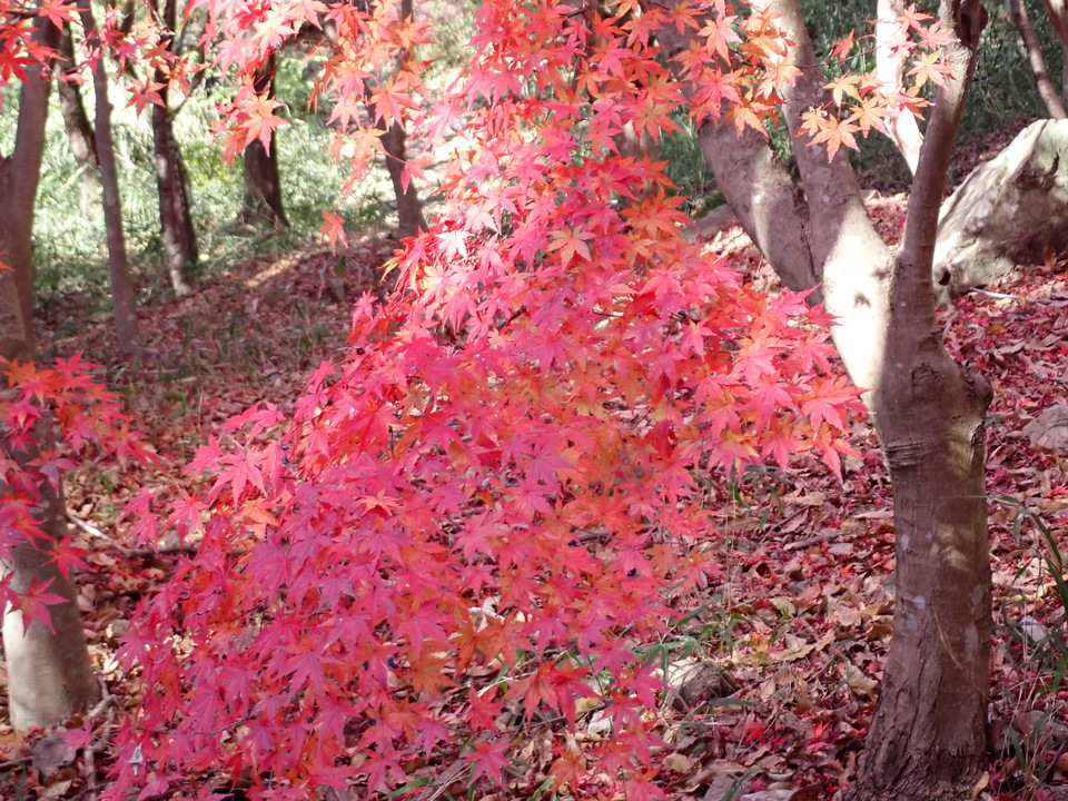 PC018943_mid.jpg