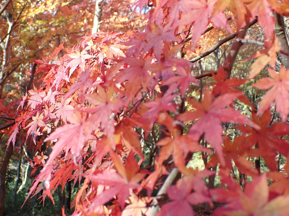 PC018955_mid.jpg