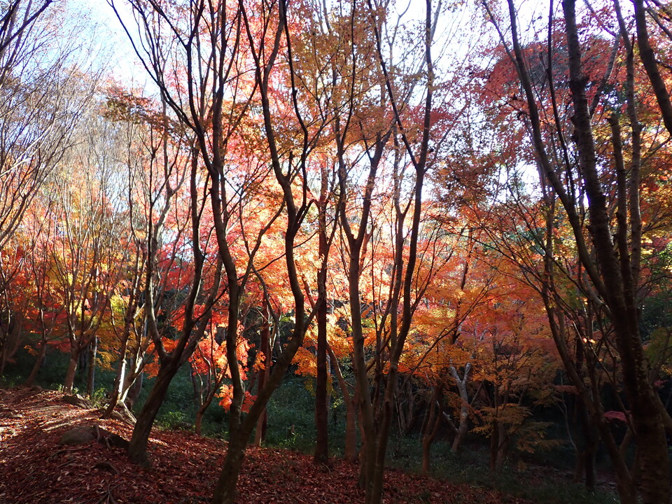 PC018964_mid.jpg