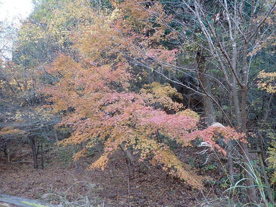 PC019181_mid.jpg