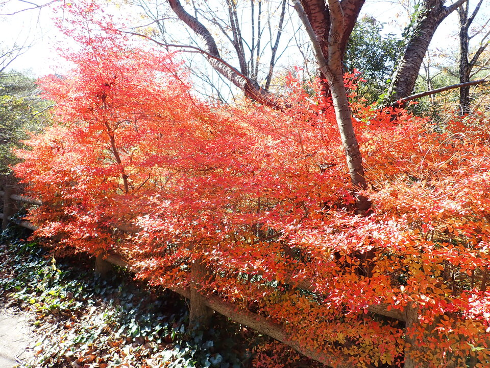 PC019197_mid.jpg
