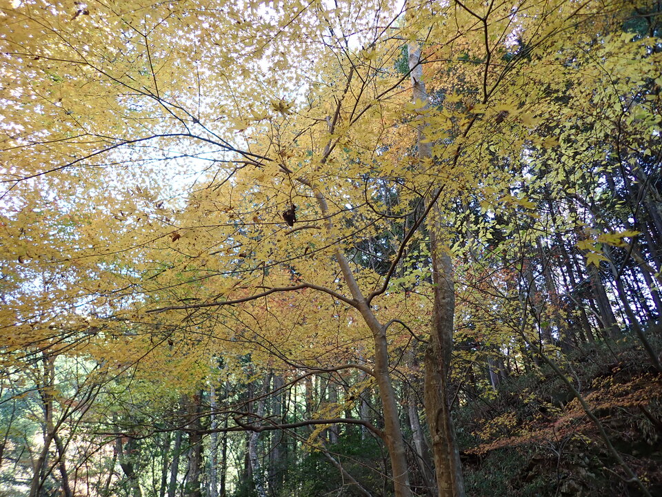 PC019281_mid.jpg