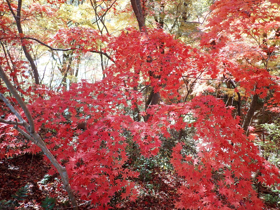 PC019394_mid.jpg