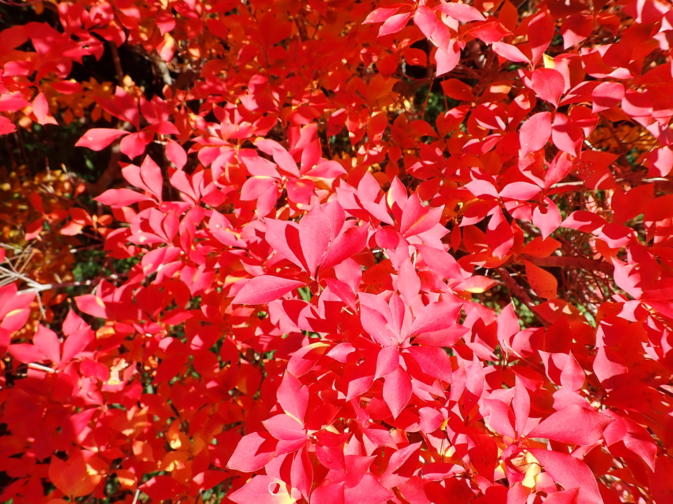PC019420_mid.jpg