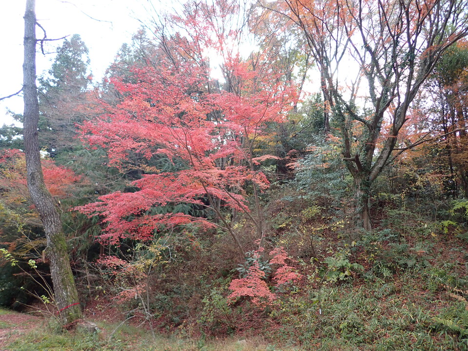 PC019441_mid.jpg