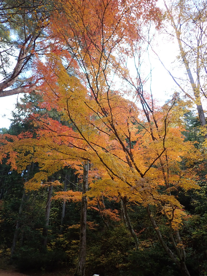 PC019449_mid.jpg