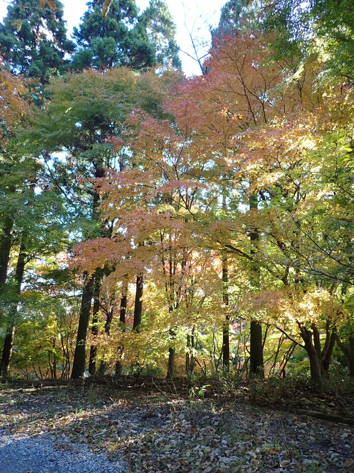 PC019643_mid.jpg