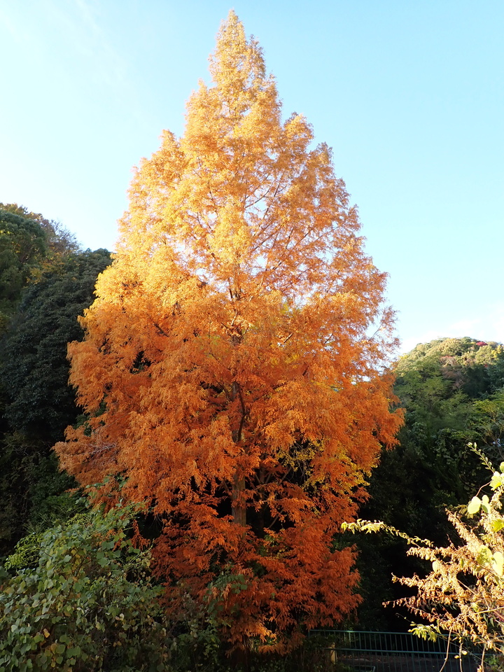 PC019656_mid.jpg