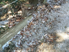 DSC_4216_thumb.png
