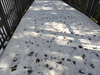 DSC_4249_thumb.png