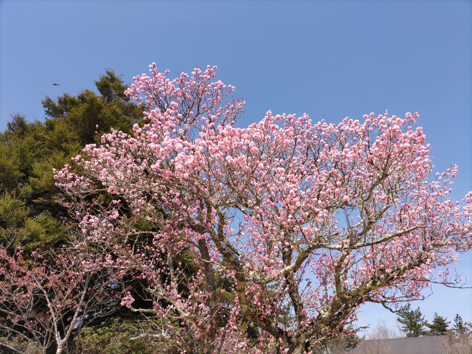 DSC_4436_mid.jpg