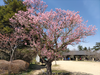 DSC_4446_thumb.png