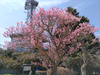DSC_4447_thumb.png