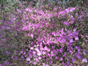 DSC_4450_thumb.png