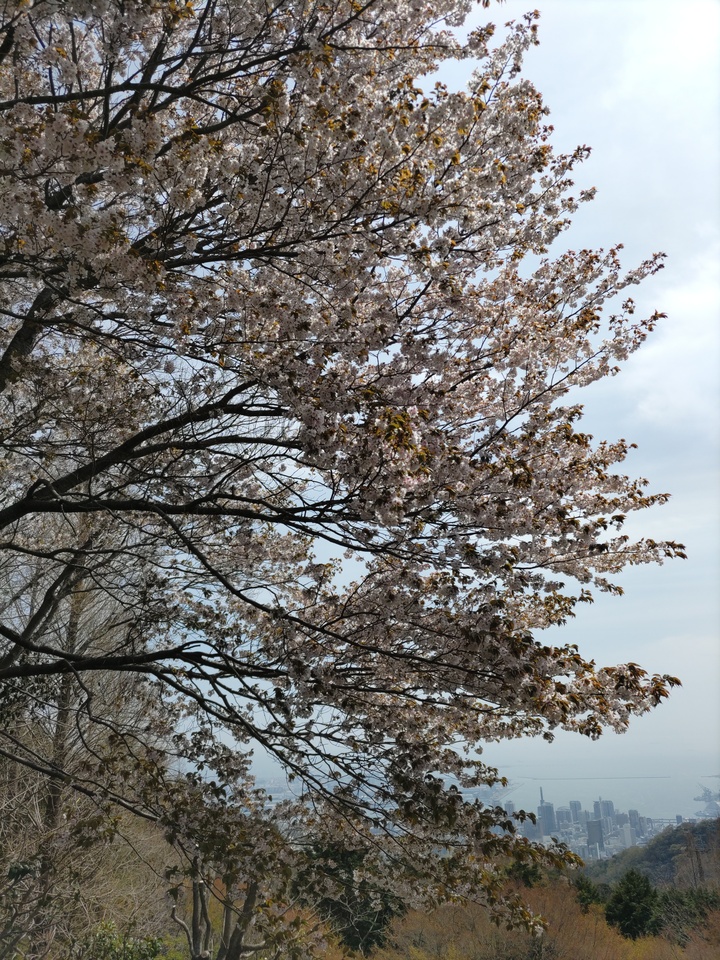 DSC_4458_mid.jpg