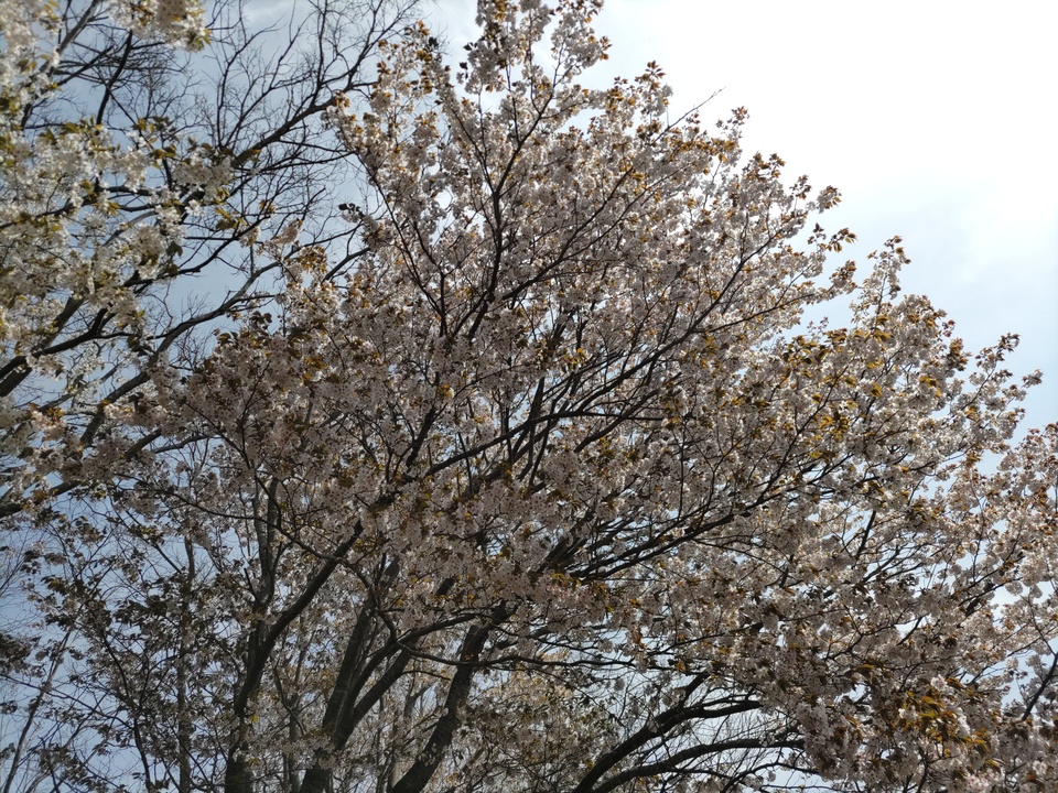 DSC_4459_mid.jpg
