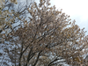 DSC_4459_thumb.png