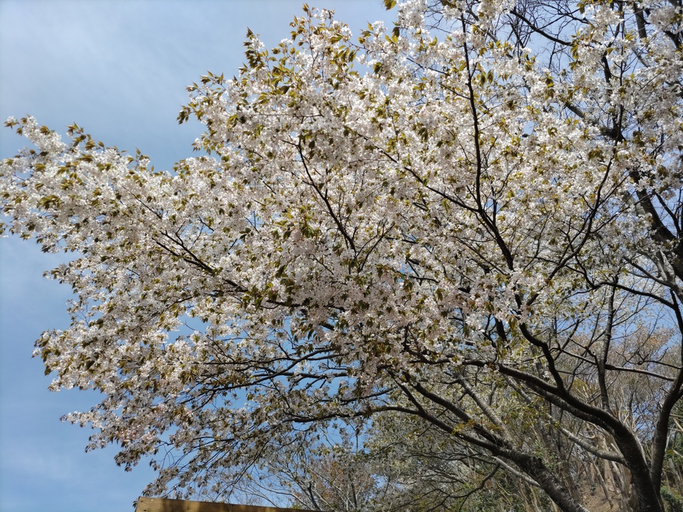 DSC_4460_mid.jpg