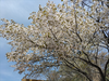 DSC_4460_thumb.png