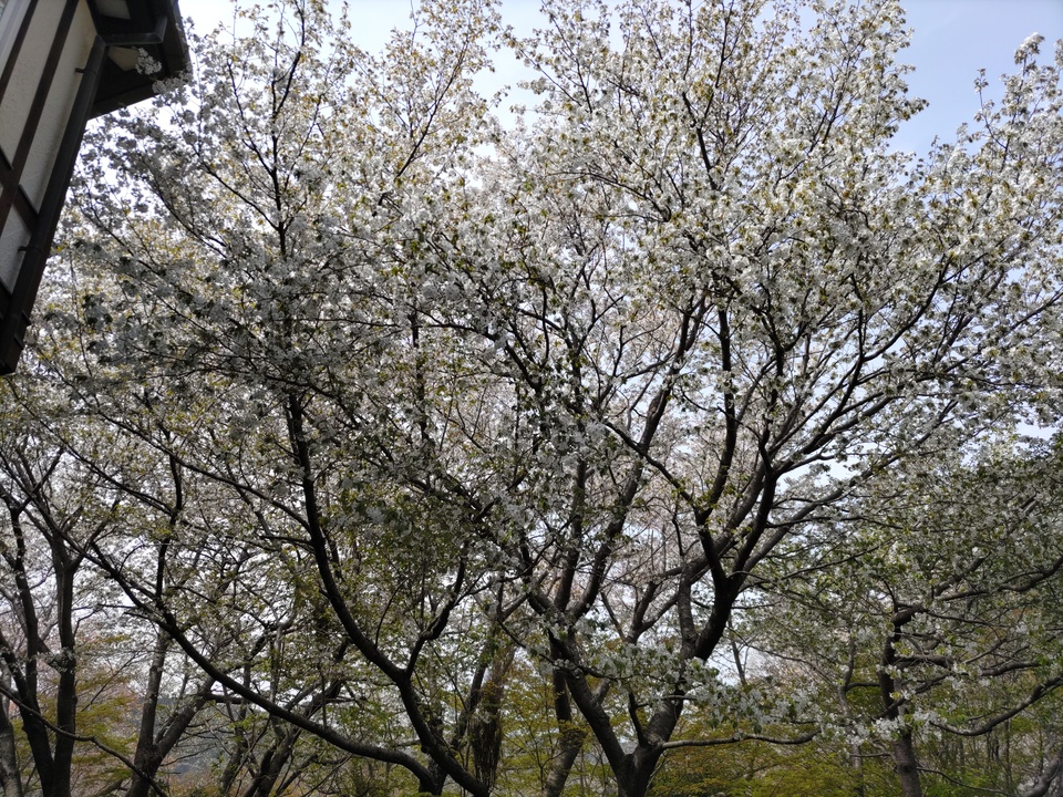 DSC_4463_mid.jpg