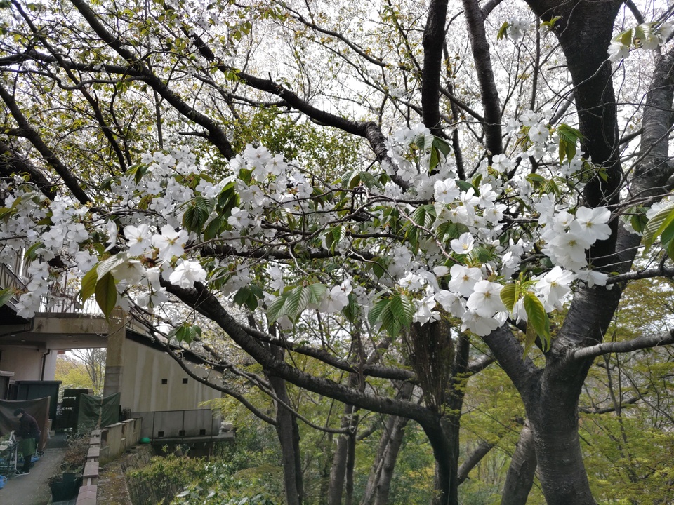 DSC_4467_mid.jpg